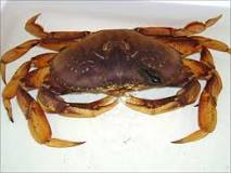 do-crabs-feel-pain
