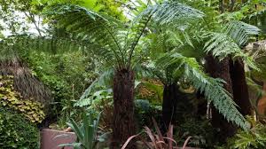 grow ferns for low maintenance greenery