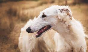 ロシアが誇る美しい狩猟犬、ボルゾイについて｜気を付けたい病気を解説！ | みんなのどうぶつ病気大百科