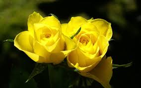 free yellow rose wallpapers