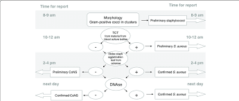 Flowchart For Identifying Gram Positive Cocci In Clusters