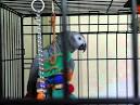 pictures of 2 parrots talking and singing parrots video