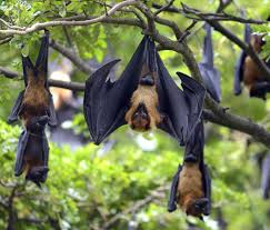 are bats dangerous to humans or pets