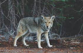 De wolf is terug | 5 manieren om wolvensporen te vinden - Ik Wil Hiken