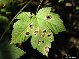 maple diseases insect pests home