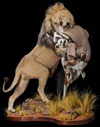 best lion taxidermy south africa get