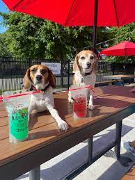 find dog friendly restaurants and bars
