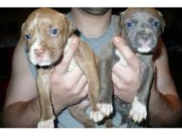 Pitsky puppies for sale michigan. American Pit Bull Terrier Puppies In Michigan