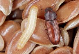 confused flour beetle control services