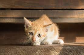 6 reasons your kitten is crying petmd