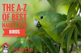 450 bird names the a z of best names