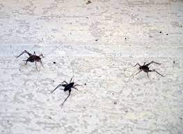 Spider Crickets Jumping Bugs A