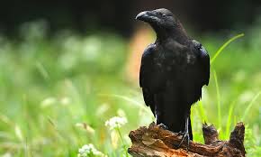 Just like when you purchase a new vehicle, you must pay for registration and taxes when you buy an rv. Raven Symbolism Meaning Totem Spirit Omens World Birds