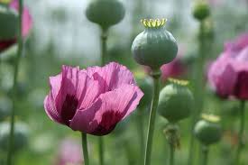 Massive Poppy Bust: Why Home-Grown Opium Is Rare | Live Science