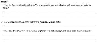 elodea cell and cyaacteria cells