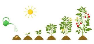 Plant Growth Stages Vector Art, Icons, and Graphics for Free Download