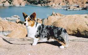 Learn how to count to six with these cute corgi puppies. Where Do The Blue Merle Pembrokes Come From Blue Merle Pembroke Welsh Corgis