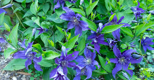 zone 5, baldwinsville, ny outdoor also from mom's new yard! The Complete Clematis Growing Guide The Impatient Gardener