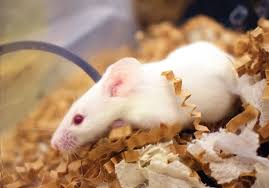 discovery in mice could remove