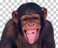 funny monkey png images funny monkey