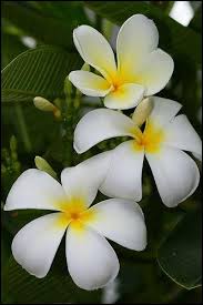 The major commercially grown flower varieties in the philippines are; Plumeria Acuminata Air Is A Flowering Plant Cultivated In The Philippines Known Commonly As Kalachuchi Sympathy Flowers Planting Flowers Flower Pot Design