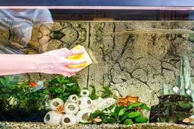 How To Clean Aquarium Glass The Right