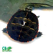 Painted turtles have excellent eyesight and a keen sense of smell. Eastern Painted Turtles For Sale Online Baby Painted Turtle For Sale Painter Turtles For Sale Near Me Turtle Store