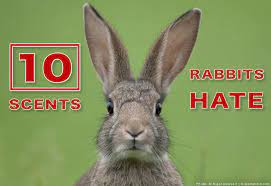 10 scents that rabbits and how to