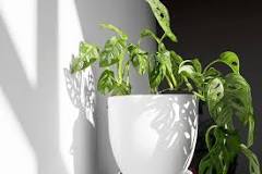 what-plants-are-not-suitable-for-self-watering-pots