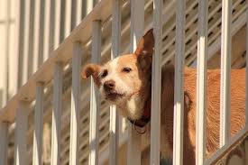 How To Dog Proof Balcony Railings 8