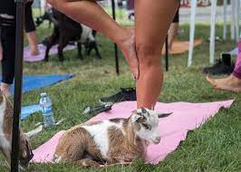 where to try goat yoga in nj new
