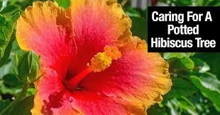 Hibiscus Tree How To Grow And Care For