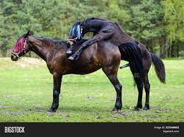 Horses Having Sex On Image & Photo (Free Trial) | Bigstock