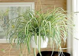 7 Air Purifying Plants You Need In Your