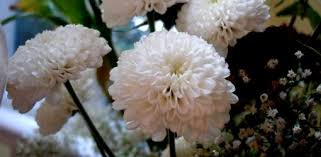 How to make samanthi flower garland. How To Grow Chrysanthemums In Your Garden Today S Homeowner