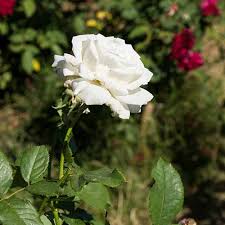 White Rose Varieties For The Garden