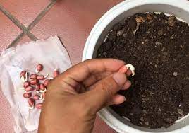 Growing Peanuts In Containers How To