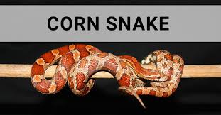 Pet Snake Caring Corn Snake