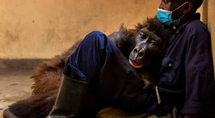 Ndakasi, a mountain gorilla who became the selfie star dies in the arms of her caretaker