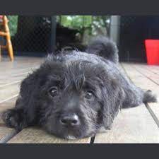 small male poodle x english staffy dog