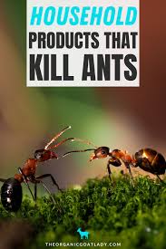 9 household s that kill ants