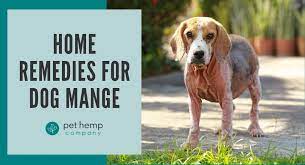 best home remes for dog mange