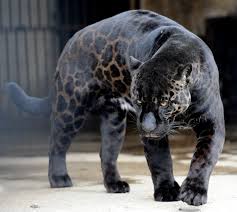 Gambar logo hewan keren berwarna. The Most Beautiful Animal I Ve Ever Seen I Give You Boogie Resident Jaguar In The Tbilisi Zoo Melanistic Animals Animals Beautiful Wild Cats