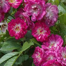 This native perennial produces attractive spikes of tubular perennial flowers in pink, blue, lavender, white, or shades of red from late spring to early summer. Perennial Blue Rose Blau Mauve Ca 250 300cm Bernard F Mehring 2003 Rosa Perennial Blue Online Bestellen