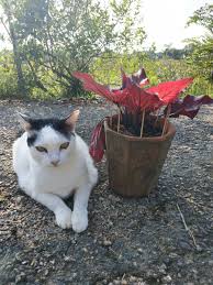 Karena hidung si meong ini sangatlah peka, maka kalian juga dianjurkan untuk menanam salah satu tumbuhan dengan aroma. 13 Cara Halau Kucing Dari Berak Di Laman Anda Iproperty Com My