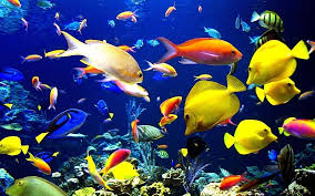 5d aquarium live fish tank hd