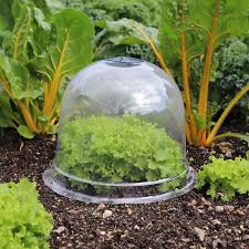 Garden Cloche To Protect Your Plants