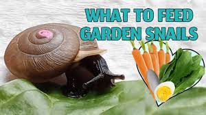 garden snail t what do snails eat