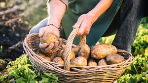 how to fertilize potatoes expert tips