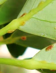 house plant pests